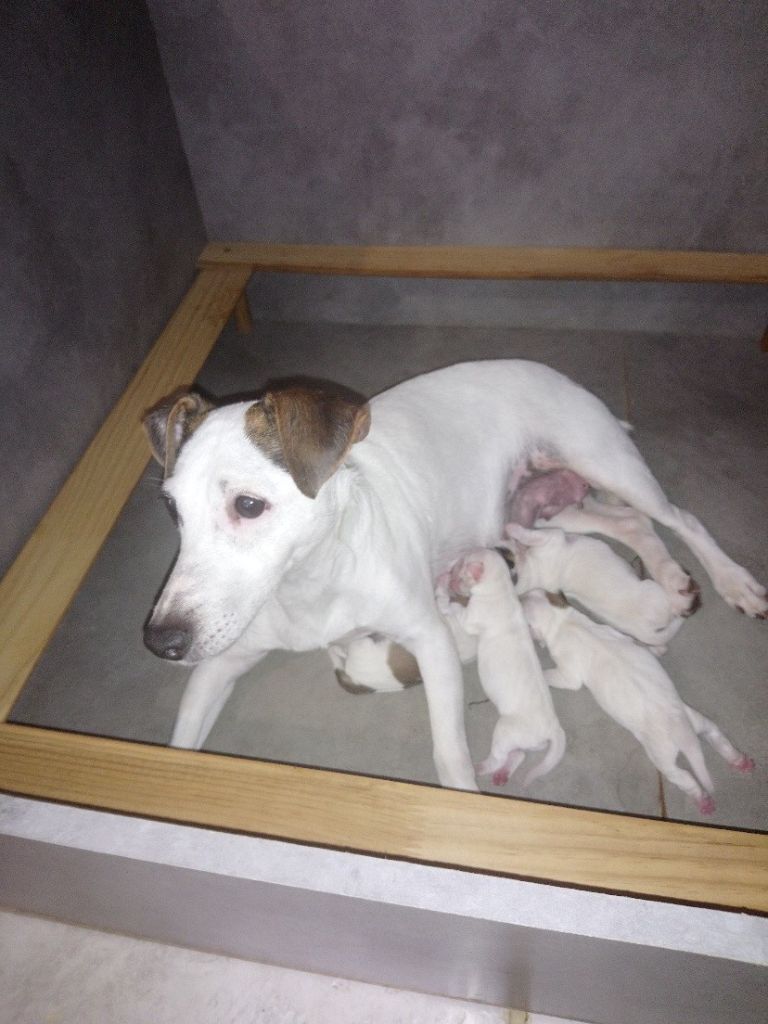 de La Légende Hellolinsay - Jack Russell Terrier - Portée née le 03/07/2020