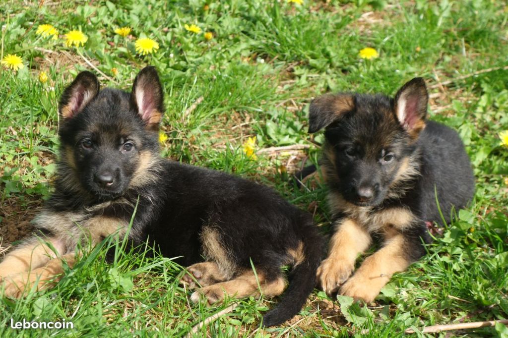 chiot Berger Allemand de La Légende Hellolinsay