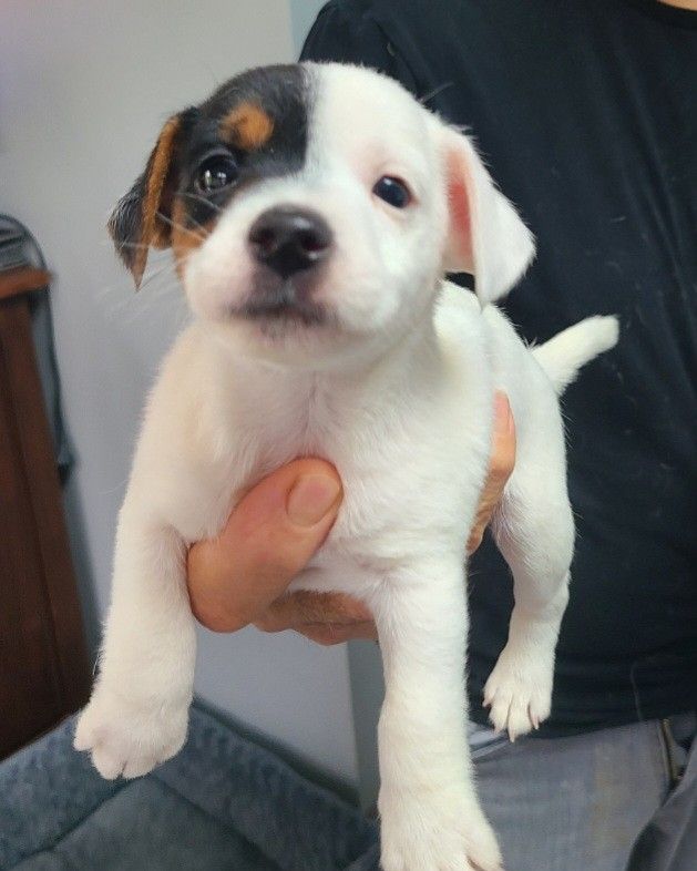 de La Légende Hellolinsay - Chiot disponible  - Jack Russell Terrier