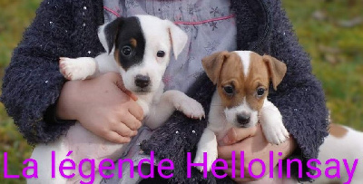 de La Légende Hellolinsay - Jack Russell Terrier - Portée née le 12/11/2024