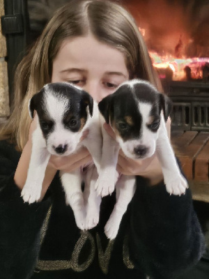 de La Légende Hellolinsay - Jack Russell Terrier - Portée née le 05/01/2024