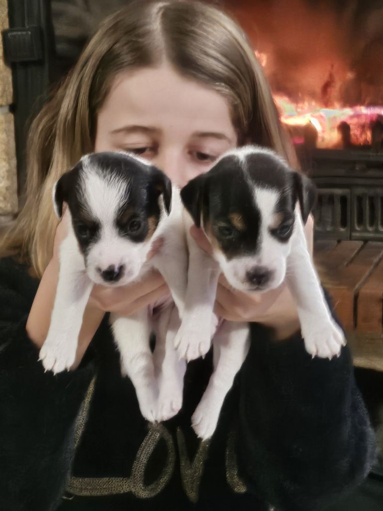 chiot Jack Russell Terrier de La Légende Hellolinsay