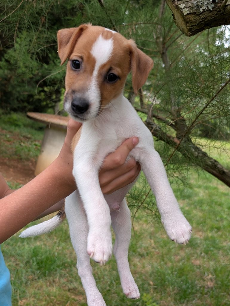 de La Légende Hellolinsay - Chiots disponibles - Jack Russell Terrier