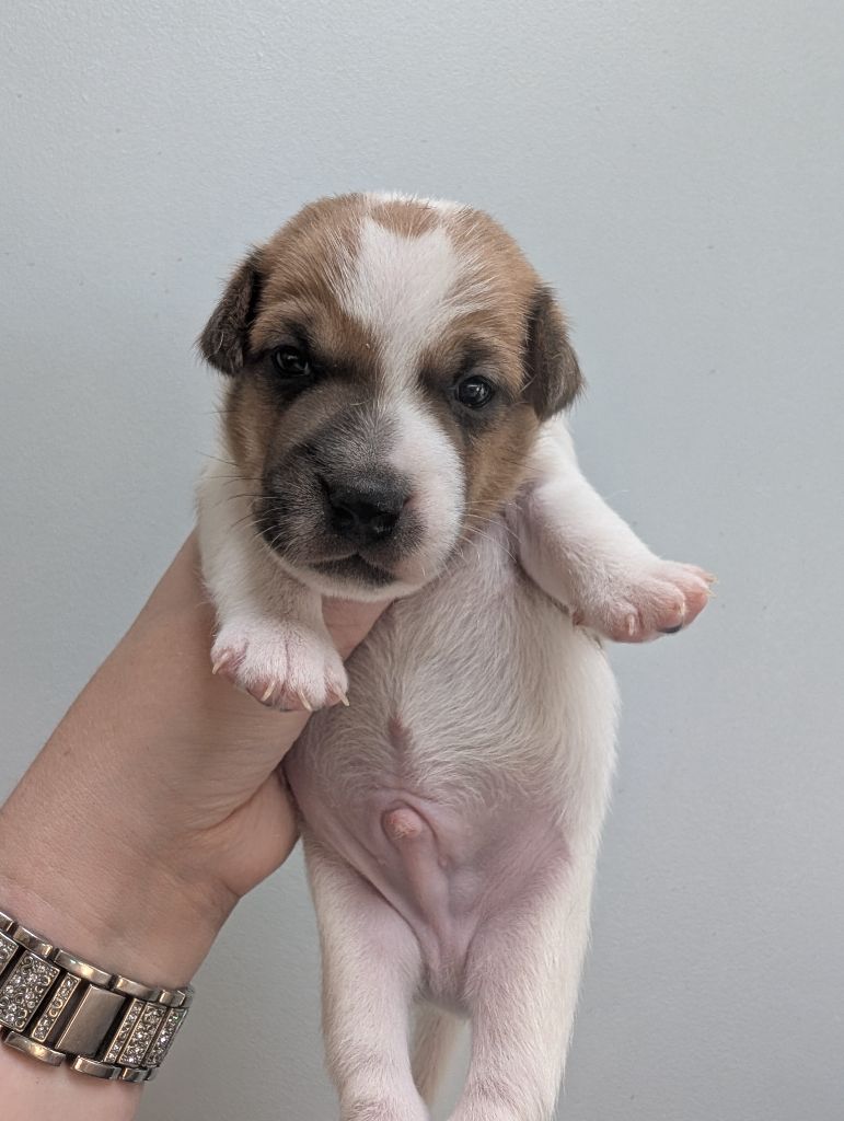 de La Légende Hellolinsay - Chiots disponibles - Jack Russell Terrier
