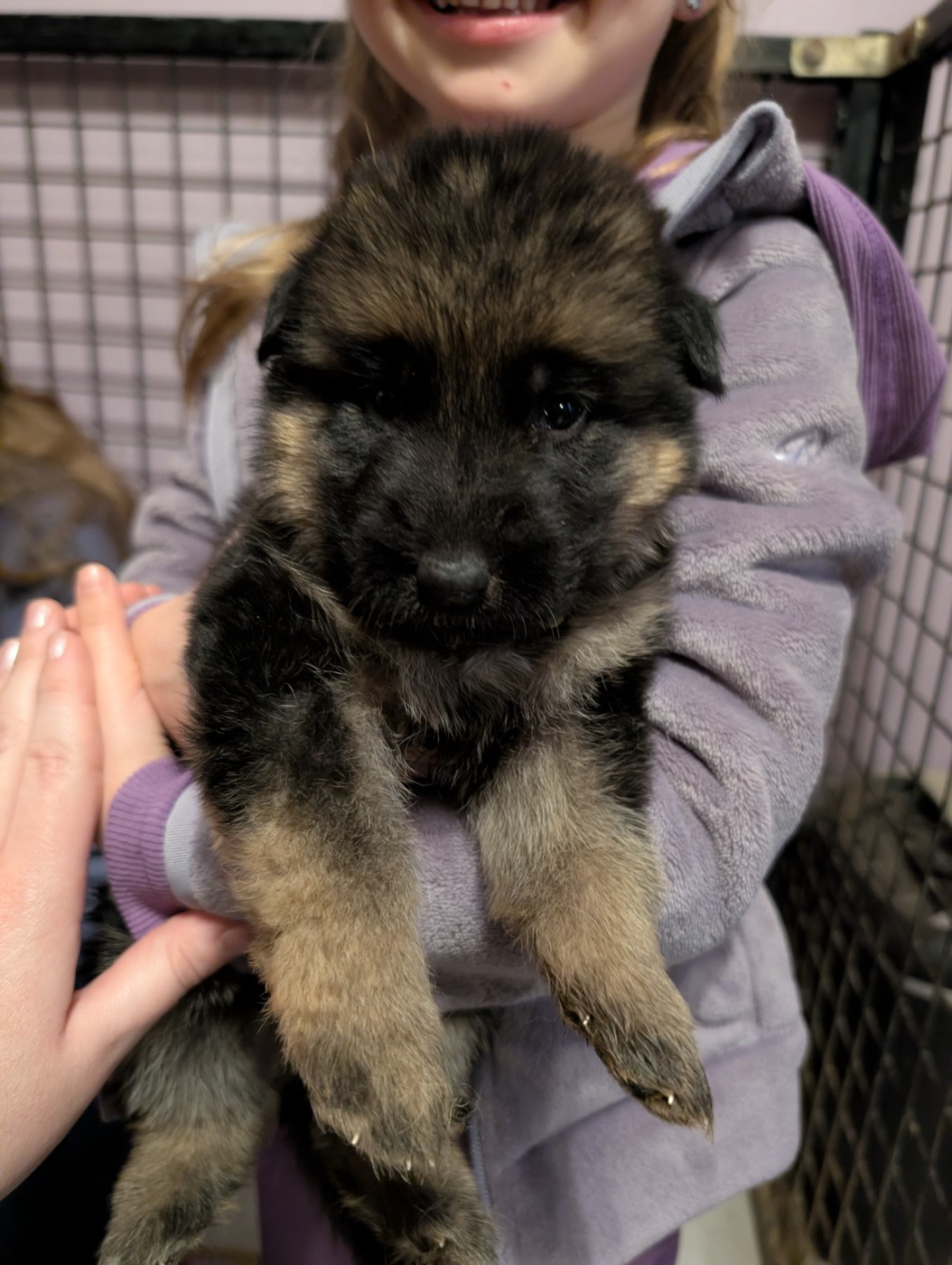 de La Légende Hellolinsay - Chiots disponibles - Berger Allemand