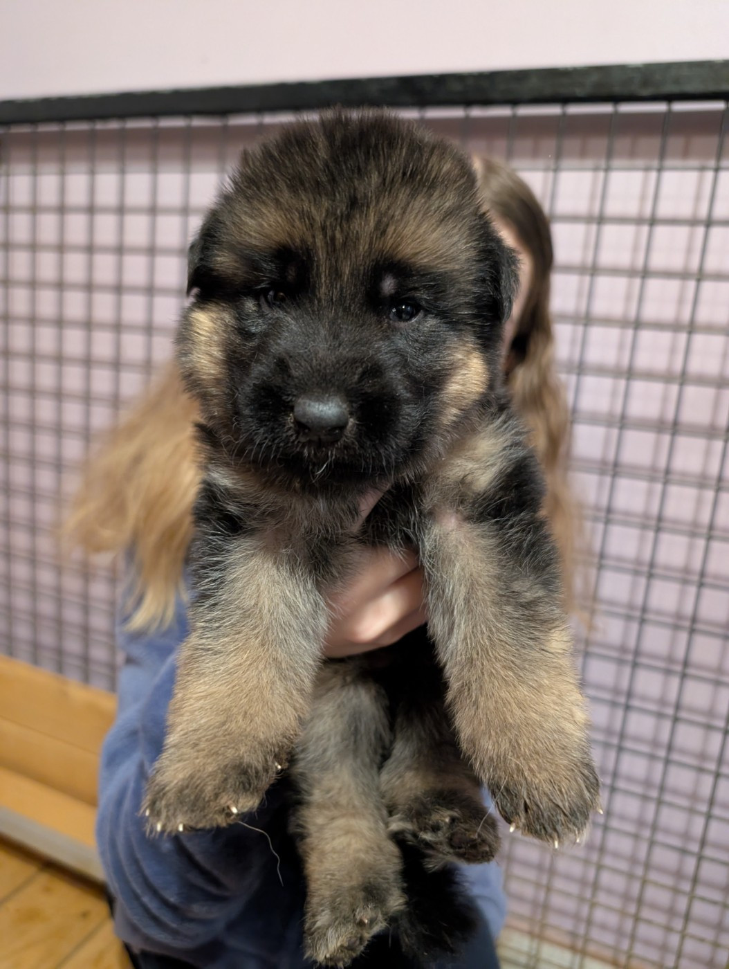 de La Légende Hellolinsay - Chiots disponibles - Berger Allemand