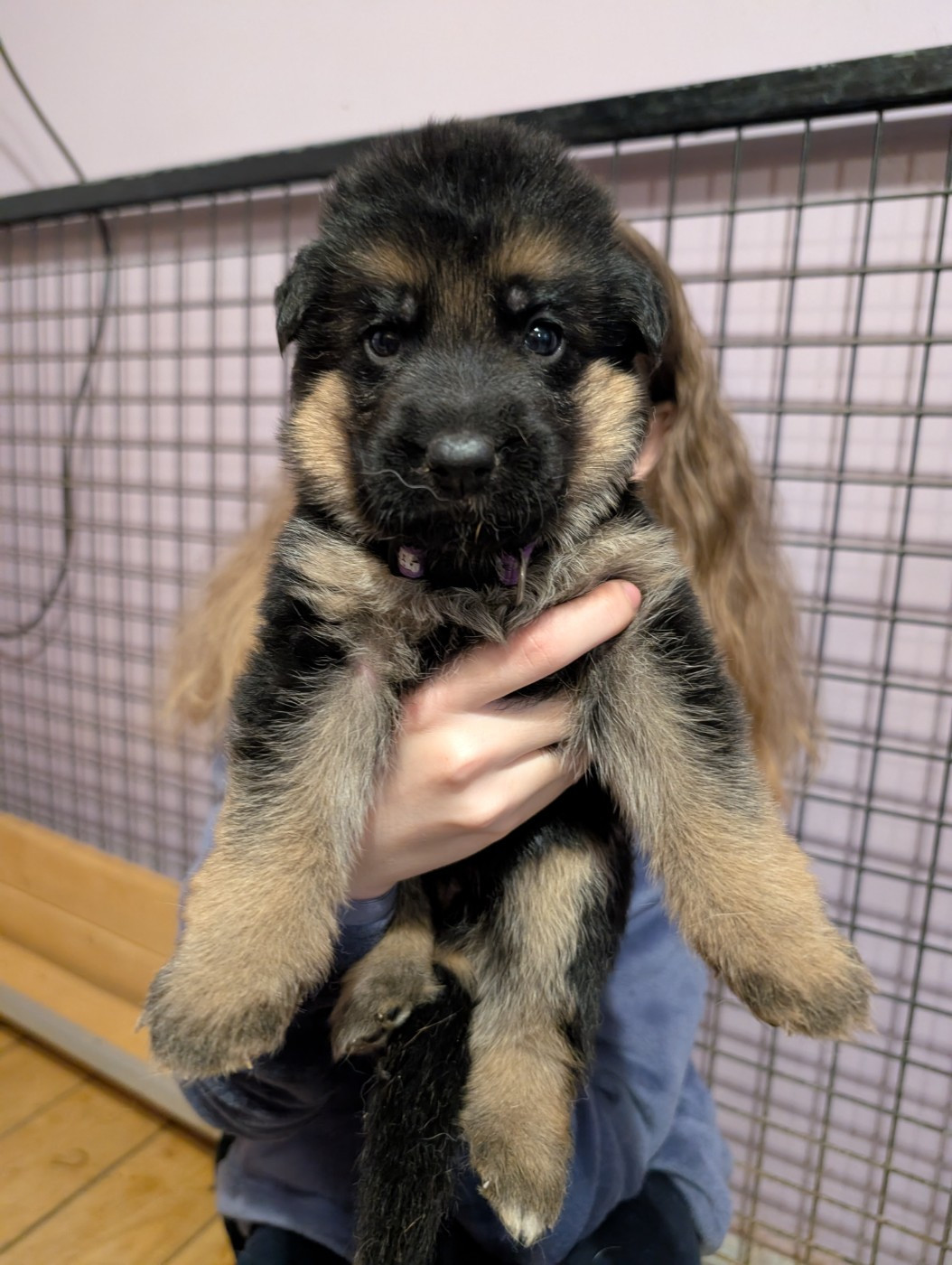 de La Légende Hellolinsay - Chiots disponibles - Berger Allemand