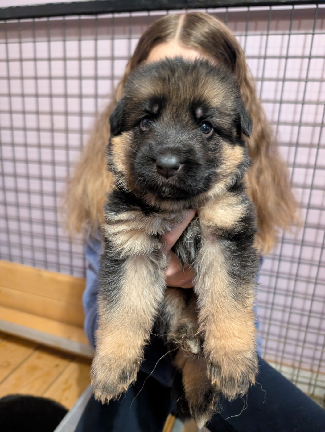 de La Légende Hellolinsay - Chiots disponibles - Berger Allemand