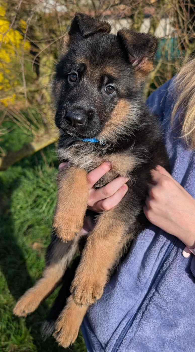 de La Légende Hellolinsay - Chiots disponibles - Berger Allemand