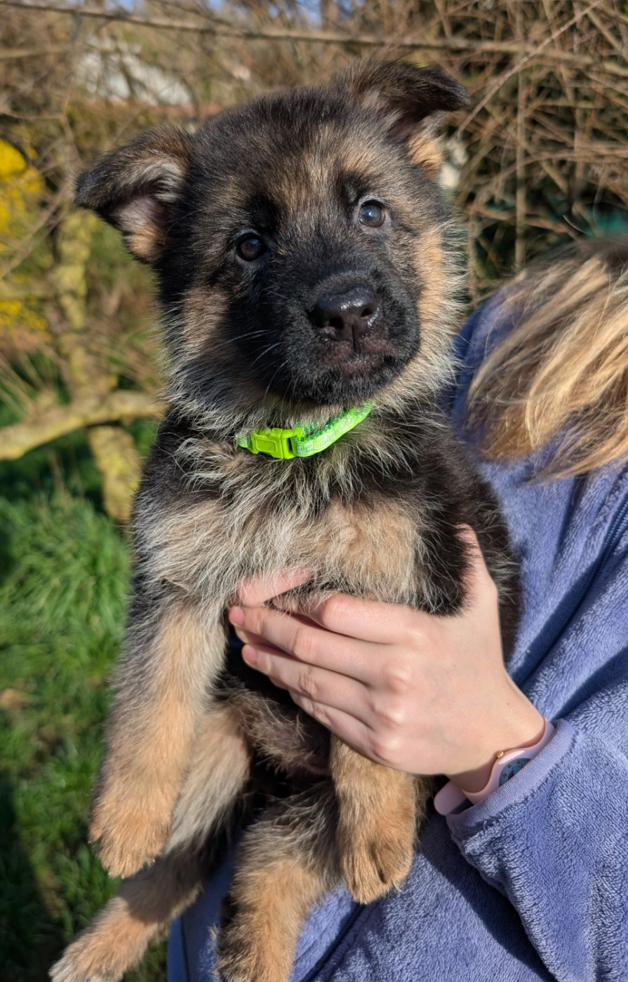 de La Légende Hellolinsay - Chiots disponibles - Berger Allemand