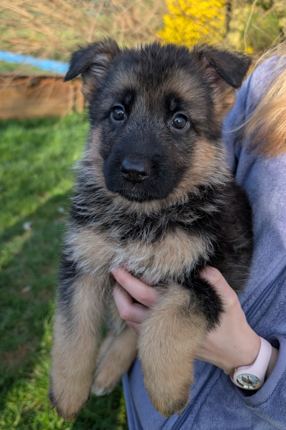 de La Légende Hellolinsay - Chiots disponibles - Berger Allemand