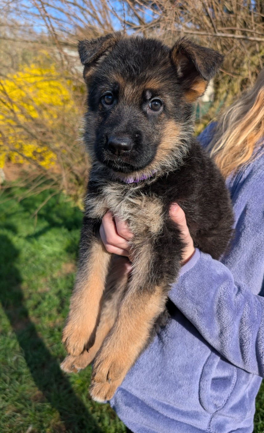 de La Légende Hellolinsay - Chiots disponibles - Berger Allemand