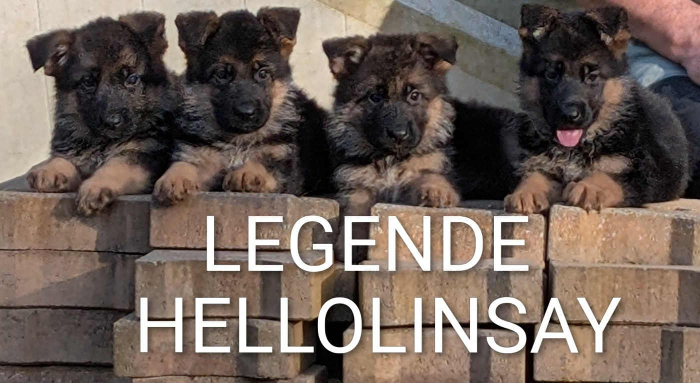 de La Légende Hellolinsay - Berger Allemand - Portée née le 20/01/2026