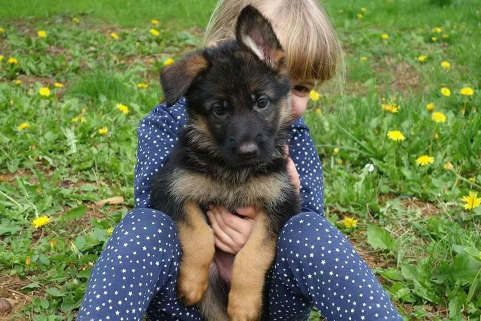 de La Légende Hellolinsay - Chiots disponibles - Berger Allemand