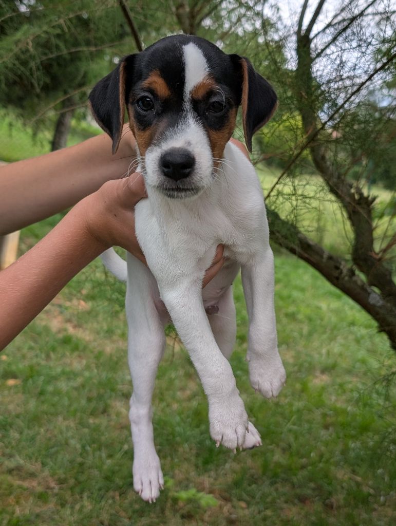 de La Légende Hellolinsay - Chiots disponibles - Jack Russell Terrier