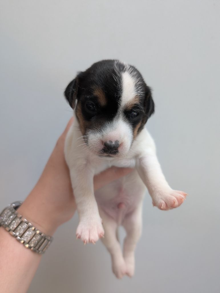 de La Légende Hellolinsay - Chiots disponibles - Jack Russell Terrier