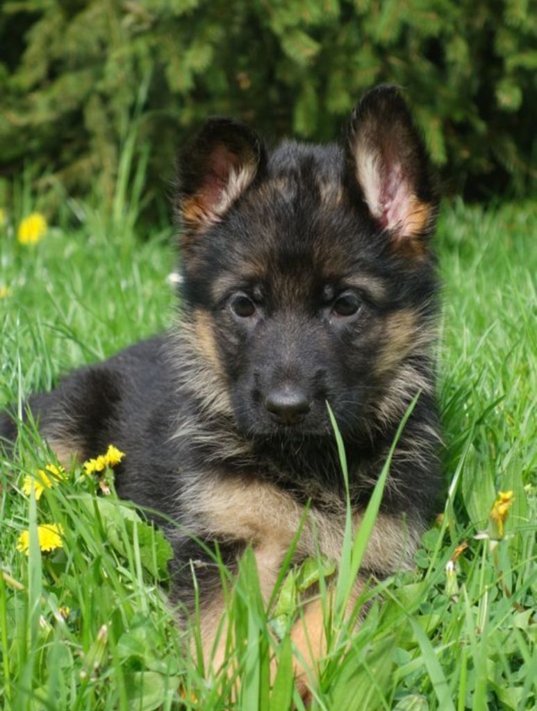 de La Légende Hellolinsay - Chiots disponibles - Berger Allemand
