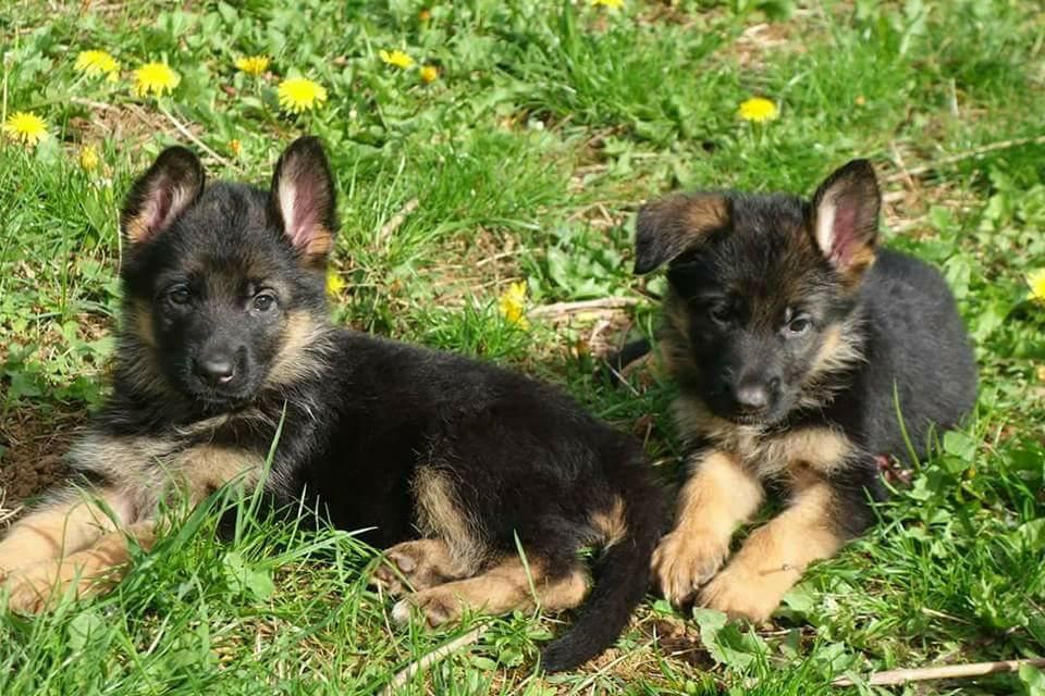 Chiot Berger Allemand de La Légende Hellolinsay