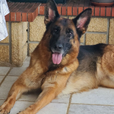 CHIOT 1