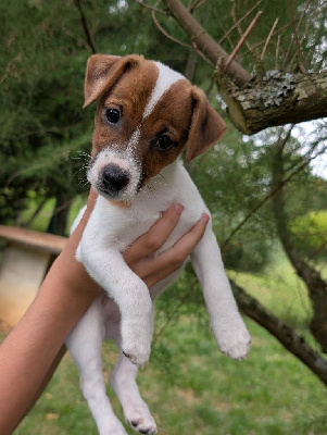 CHIOT 3