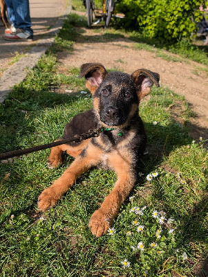 ASKO
