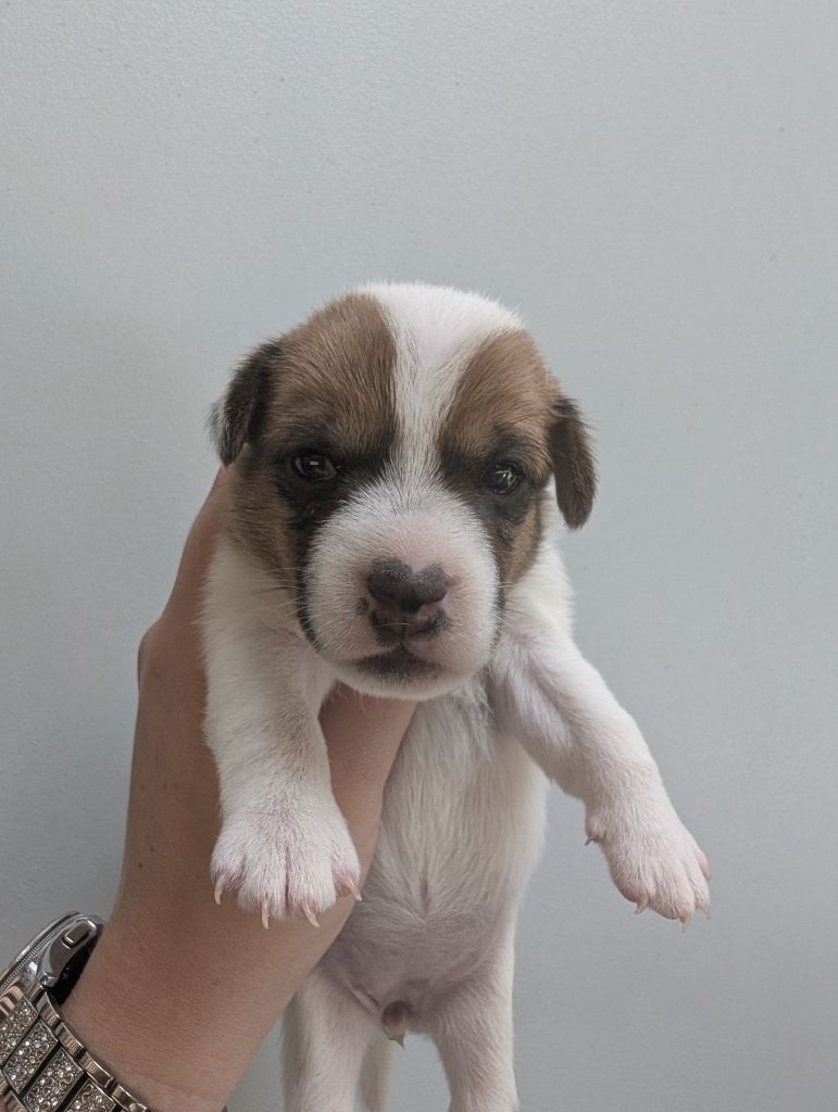 de La Légende Hellolinsay - Chiots disponibles - Jack Russell Terrier