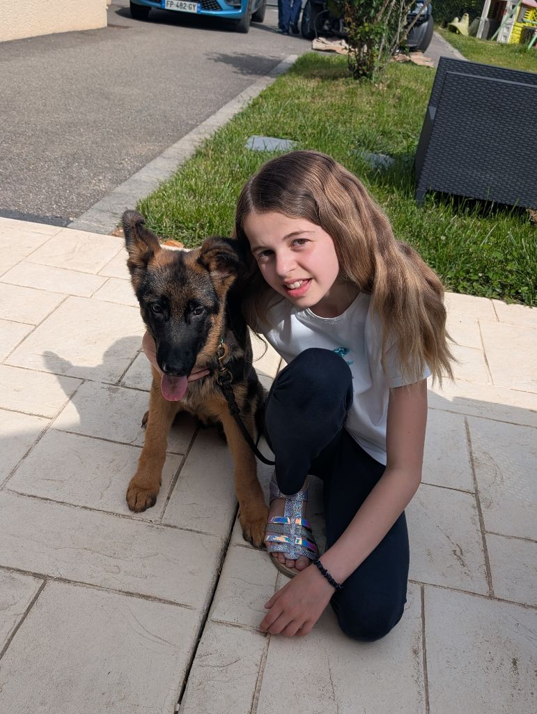 de La Légende Hellolinsay - Chiots disponibles - Berger Allemand